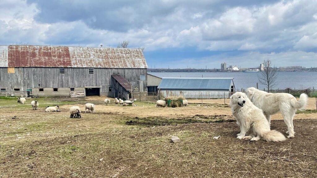 Two of Topsy’s Pyrenees guard dogs stand watch in the main yard, with the north shore of Lake Ontario in the background.