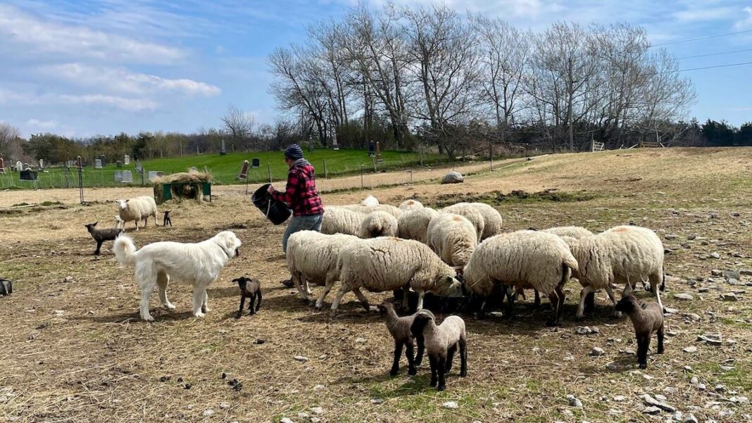 Topsy Farms worker, Robin Hutcheon, feeds some of Topsy’s ewes in the main yard. The lambs seen here are only a couple of days old.