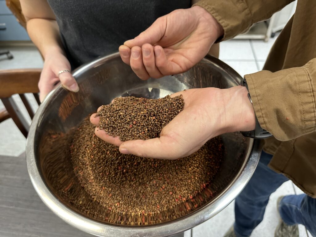 Hands of tree seed specialists clean a bowl full of seeds.