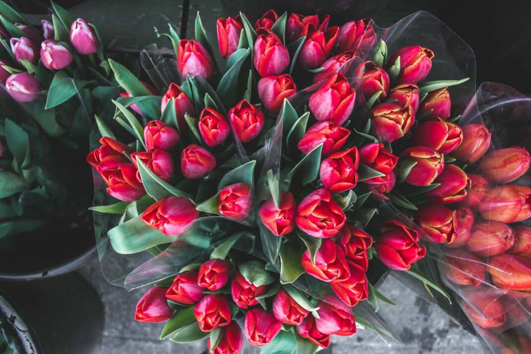 bunches of red tulips